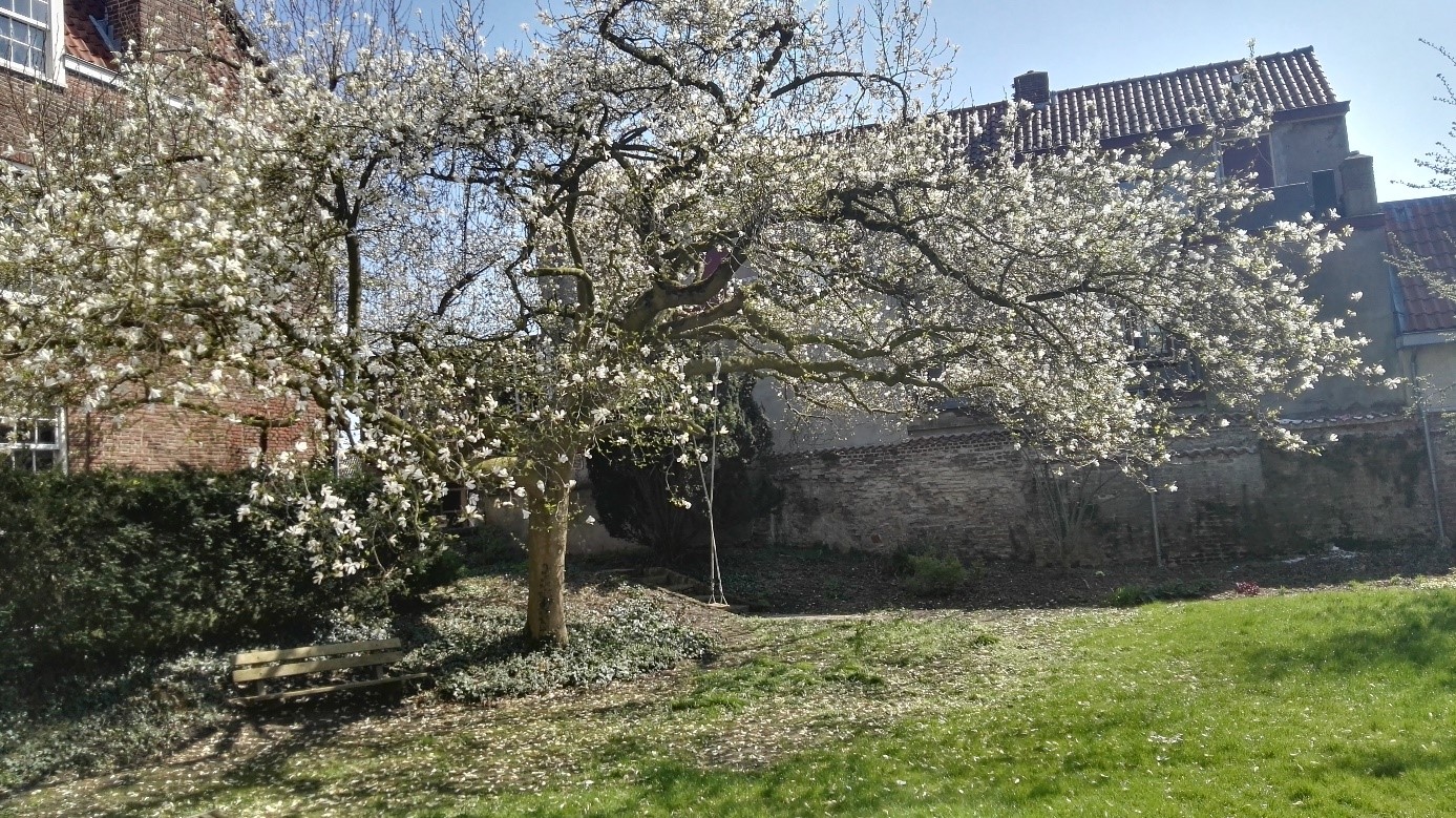 magnolia