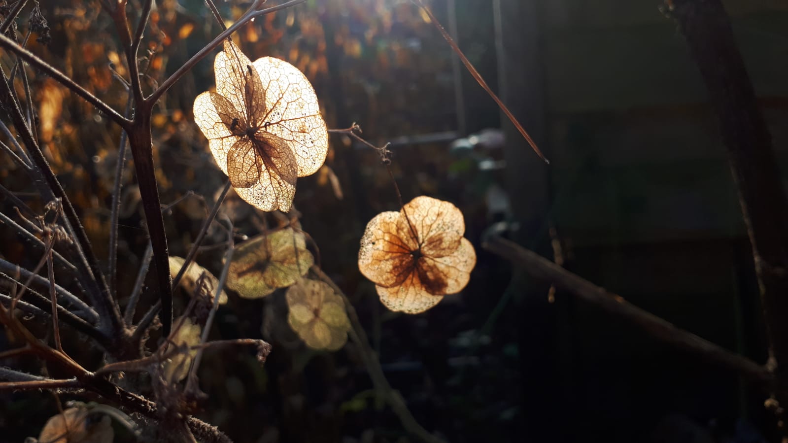 zon door bloem
